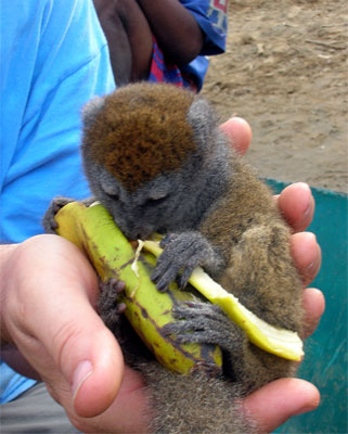 Madagascar 5R8ZO CQ WW DX SSB Contest 2009 DX News Madagascar 5R8ZO CQ WW DX SSB Contest 2009 DX News